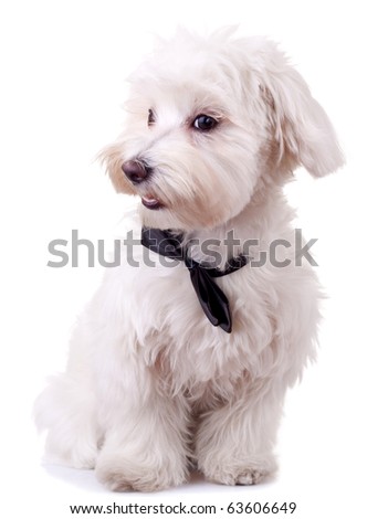 picture of a bichon maltese wearing a black neck bow