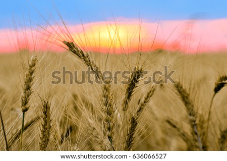 Wheat field at the sunset.