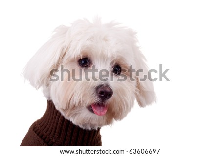 closeup picture of a bichon maltese with tongue exposed