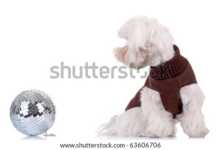 side picture of a bichon with clothes looking at a disco ball