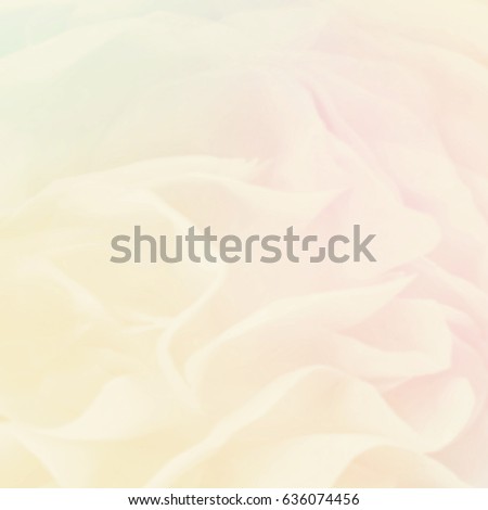 Unfocused blur rose petals, flower background, pastel and soft abstract floral card