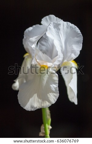 Antirrhinum majus, flower white