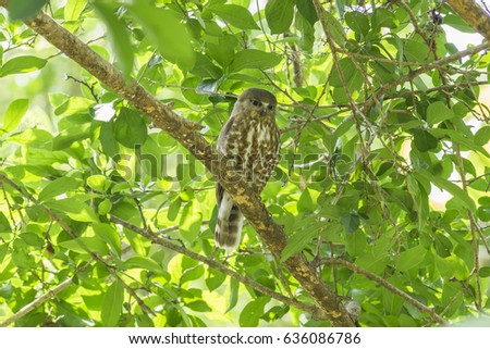 Brown Hawk-owl in nature (Ninox scutulata)