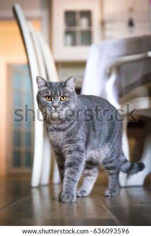A gray big cat stands in the room and looks into the camera. Artistic processing of photo - grain, to achieve retro effect