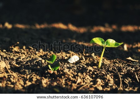 Growing plant , Young plant in the morning light on ground background, New life concept. Small plants on the ground in spring. Photo fresh and Agriculture  concept idea.