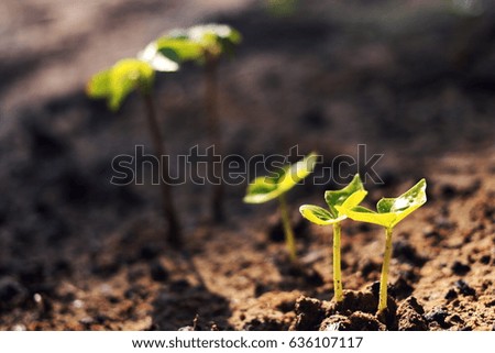 Growing plant,Young plant in the morning light on ground background, New life concept.Small plants on the ground in spring.grow,goal,Photo fresh and Agriculture  concept idea.