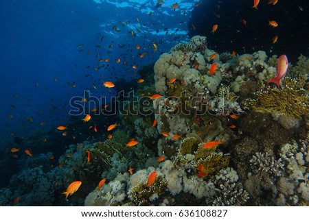 School of sea goldie fish swim over the coral garden in Sharks reef