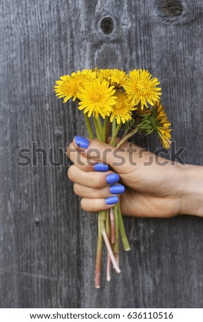female hand keeping yellow dandelions wooden background