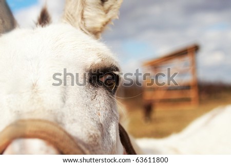 a closeup picture of a donkey