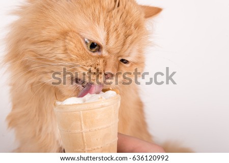 A cat eating an ice cream Royalty-Free Stock Photo #636120992