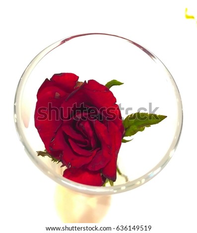 Red rose that means love is in the clear glass with the white background