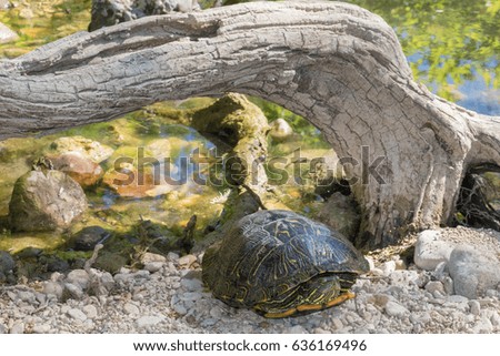 this turtle was kind enough to let it's photo be taken at close quarters