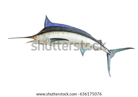 Mounted Blue Marlin isolated against a white background Royalty-Free Stock Photo #636175076