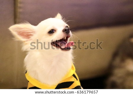  Chihuahua, Chiwawa in yellow cloth 