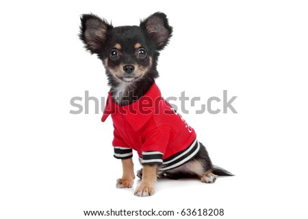 Tricolour smooth Chihuahua with a red jacket isolated on white