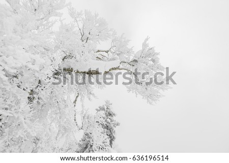 Tree covered with snow  on winter storm day in  forest mountains