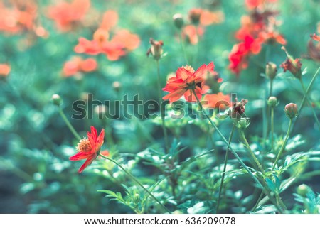 Selective focus colorful flowers for background