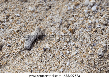 sand and coral on the tropical beach
