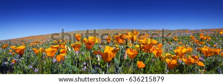 Wild California Poppies at Antelope Valley California Poppy Reserve Royalty-Free Stock Photo #636215879