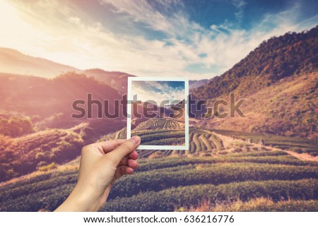 Hand holding Instant photo and view tea field sunrise.