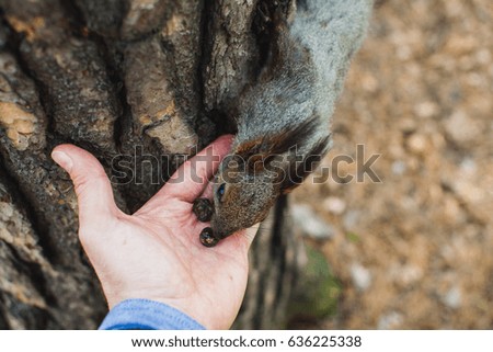 a squirrel on a hand in the woods in spring in Siberia