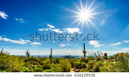 Saguaro Cacti under bright sun rays in the semidesert landscape of Usery Mountain Regional Park in Maricopa County, Arizona with the Valley of the Sun and the city of Phoenix in the background Royalty-Free Stock Photo #636229928