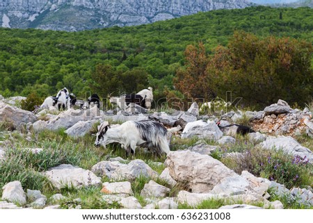 Goats pictured on top of Mount Srd.  It's a world apart from the hustle and bustle of the busy historic streets of Dubrovnik just down the mountain slope.