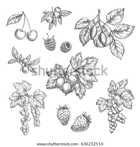 Berries sketch vector icons set. Cherry and forest blueberry or black currant and redcurrant branch, garden strawberry or raspberry and farm gooseberry harvest design for jam or juice and market shop. Royalty-Free Stock Photo #636232514