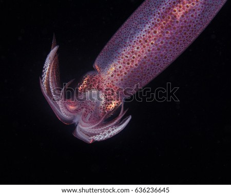 A Squid on a Deepwater Dive in West Palm Beach
