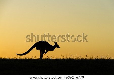 Kangaroo silhouette at Sunset