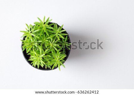 Top view small tree plant in pot isolated on white desk background Royalty-Free Stock Photo #636262412