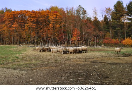 autumn in a sheep farm