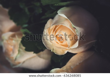 closeup rose bouquet on black background