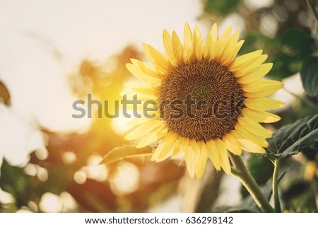 Close Up of Sunflower Flowers Field at Sunset Time in Summer