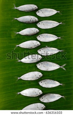 Set of Many fresh fish on banana leaf