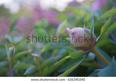 bud pink peony on a background of spring greens