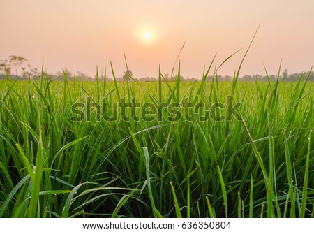 a selective focus picture of organic rice field in the morning sunrise sky