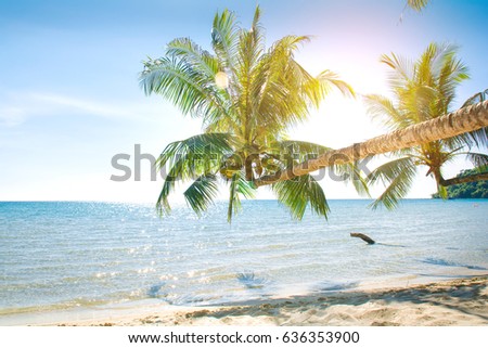 Palm trees on white sans paradise beach.copy space.