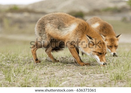 Two Red Foxes on the Grass