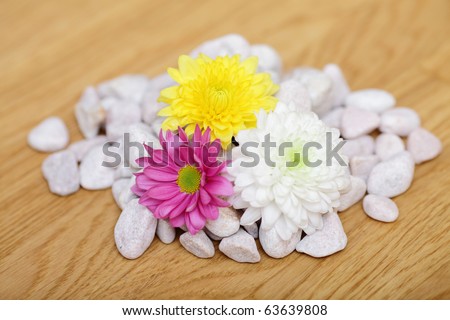 Flowers on the pebbles
