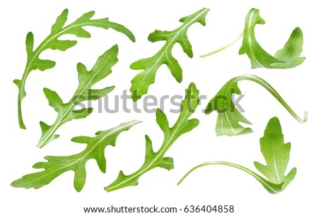 Ruccola leaf isolated on white background, single green arugula leaves collection Royalty-Free Stock Photo #636404858