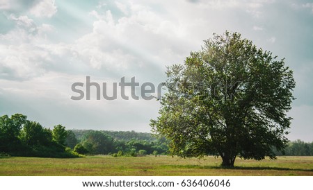 Lonely tree against the background of the forest and sky
