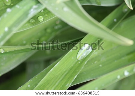 Green leaves on a blurred background on a sunny day