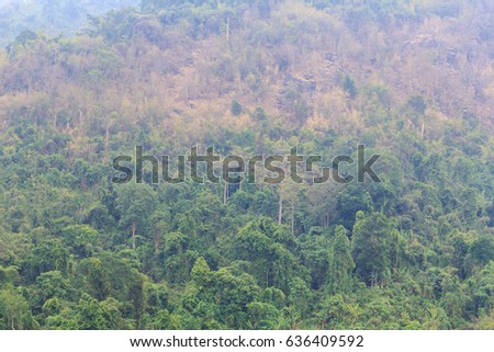 Forested mountain slope in low lying cloud with the evergreen conifers shrouded in mist in a scenic landscape view, Khun Dan Prakarn Chon Dam at Nakhon Nayok in Thailand.
