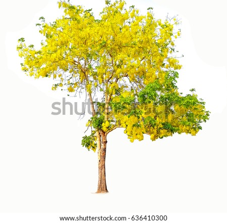 Cassia fistula tree isolated on white background Royalty-Free Stock Photo #636410300