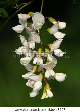 Black locust (Robinia pseudoacacia) flower        
