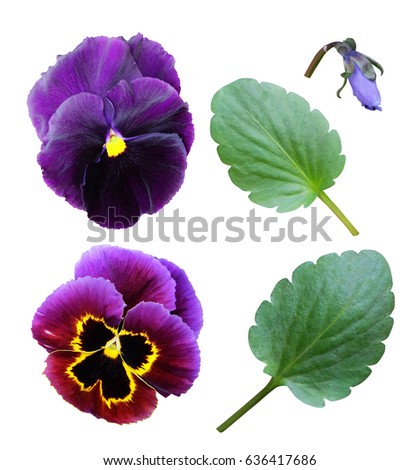 Set of flowers and leaves of pansies isolated on white background.