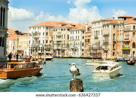 seagull in channel, Venice, Italy