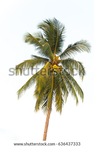 isolate coconut palm tree on white background