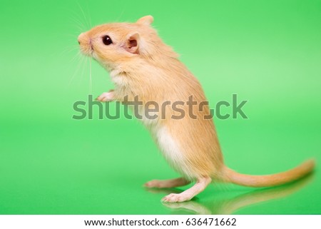 Fluffy cute rodent - gerbil on green  background
